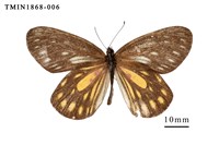 藏品(流星絹粉蝶)的圖片